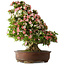 Rhododendron indicum Shin Nikko, 73 cm, ± 30 jaar oud, met een nebari van 19 cm