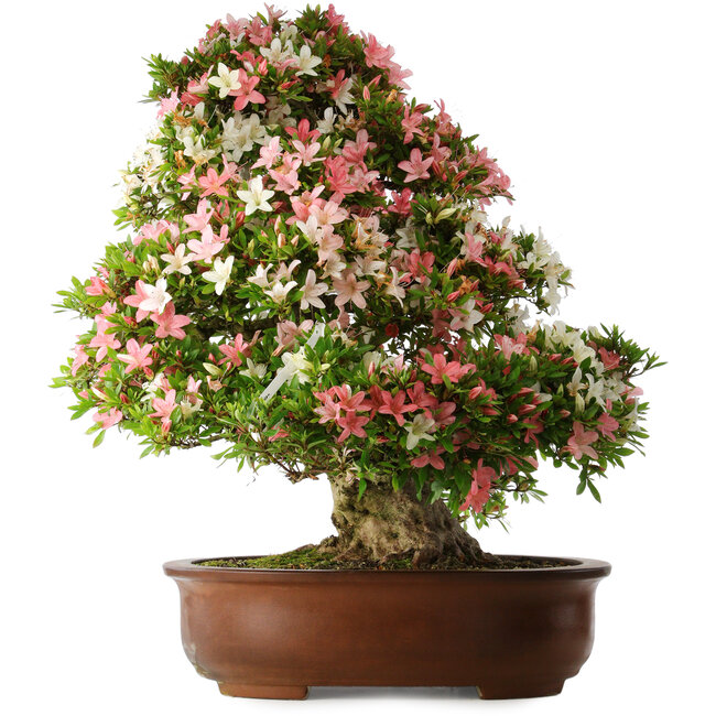 Rhododendron indicum Shin Nikko, 73 cm, ± 30 años, con un nebari de 19 cm