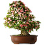 Rhododendron indicum Shin Nikko, 73 cm, ± 30 jaar oud, met een nebari van 19 cm