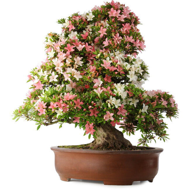 Rhododendron indicum Shin Nikko, 73 cm, ± 30 years old, with a nebari of 19 cm