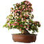Rhododendron indicum Shin Nikko, 73 cm, ± 30 jaar oud, met een nebari van 19 cm