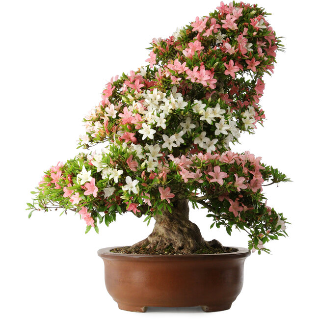 Rhododendron indicum Shin Nikko, 73 cm, ± 30 ans, avec un nebari de 19 cm