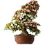 Rhododendron indicum Shin Nikko, 73 cm, ± 30 jaar oud, met een nebari van 19 cm