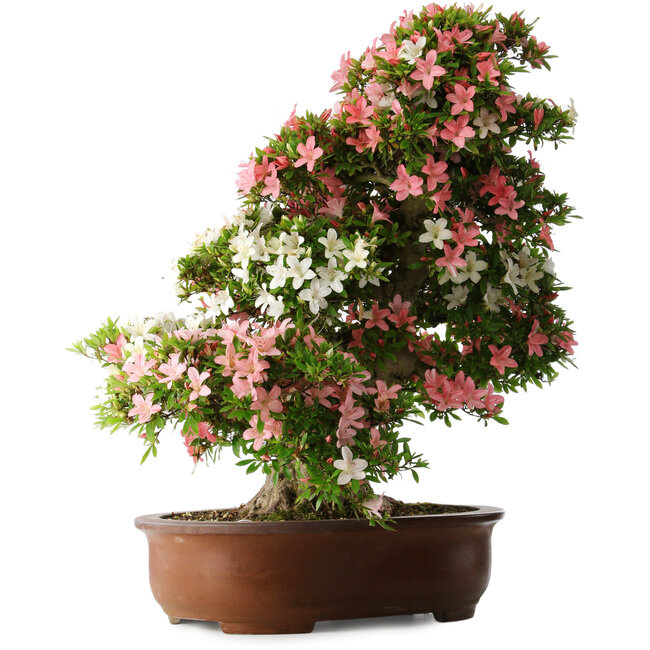 Rhododendron indicum Shin Nikko, 73 cm, ± 30 jaar oud, met een nebari van 19 cm