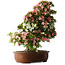 Rhododendron indicum Shin Nikko, 73 cm, ± 30 jaar oud, met een nebari van 19 cm
