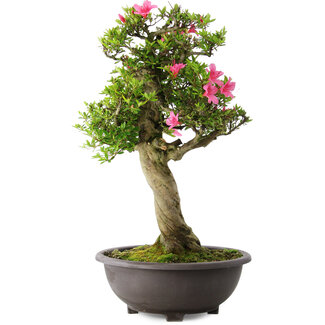 Rhododendron indicum Osakazuki, 73 cm, ± 20 jaar oud