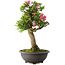 Rhododendron indicum Osakazuki, 73 cm, ± 20 jaar oud, met een nebari van 13,5 cm