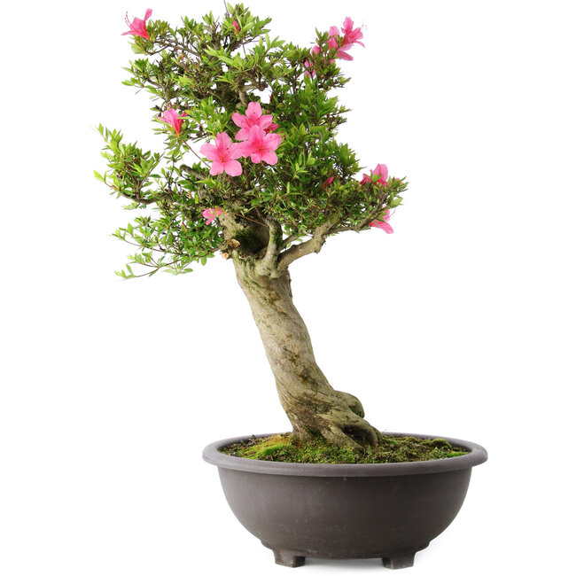 Rhododendron indicum Osakazuki, 73 cm, ± 20 Jahre alt, mit einem Nebari von 13,5 cm