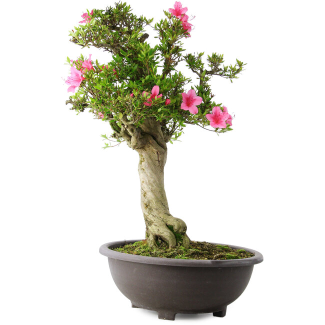 Rhododendron indicum Osakazuki, 73 cm, ± 20 Jahre alt, mit einem Nebari von 13,5 cm