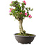 Rhododendron indicum Osakazuki, 73 cm, ± 20 jaar oud, met een nebari van 13,5 cm