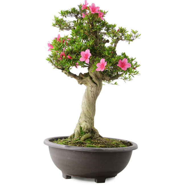 Rhododendron indicum Osakazuki, 73 cm, ± 20 Jahre alt, mit einem Nebari von 13,5 cm