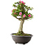 Rhododendron indicum Osakazuki, 73 cm, ± 20 jaar oud, met een nebari van 13,5 cm