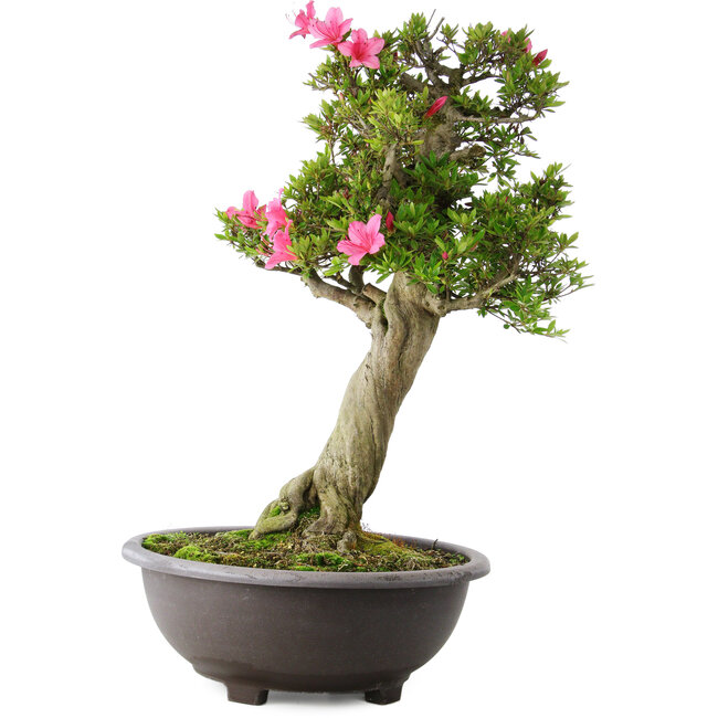 Rhododendron indicum Osakazuki, 73 cm, ± 20 Jahre alt, mit einem Nebari von 13,5 cm