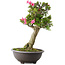 Rhododendron indicum Osakazuki, 73 cm, ± 20 jaar oud, met een nebari van 13,5 cm