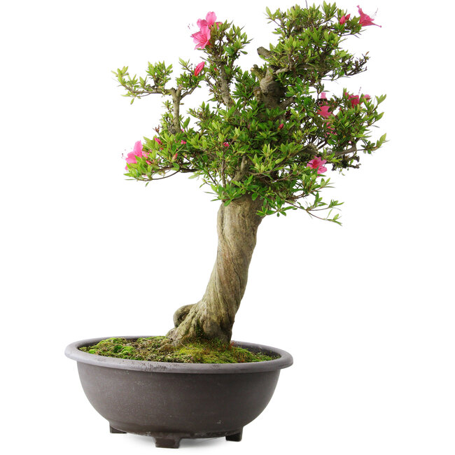 Rhododendron indicum Osakazuki, 73 cm, ± 20 años, con un nebari de 13,5 cm