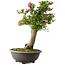 Rhododendron indicum Osakazuki, 73 cm, ± 20 jaar oud, met een nebari van 13,5 cm