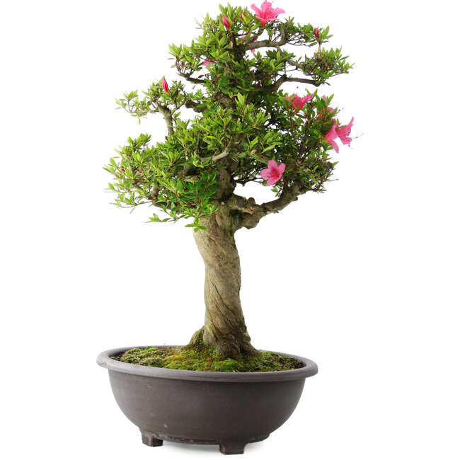 Rhododendron indicum Osakazuki, 73 cm, ± 20 years old, with a nebari of 13,5 cm