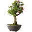 Rhododendron indicum Osakazuki, 73 cm, ± 20 ans, avec un nebari de 13,5 cm