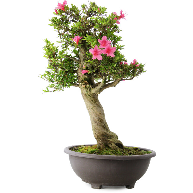 Rhododendron indicum Osakazuki, 73 cm, ± 20 years old, with a nebari of 13,5 cm