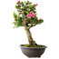 Rhododendron indicum Osakazuki, 73 cm, ± 20 jaar oud, met een nebari van 13,5 cm