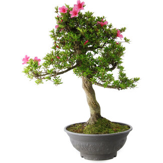 Rhododendron indicum Osakazuki, 78 cm, ± 20 jaar oud
