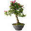 Rhododendron indicum Osakazuki, 78 cm, ± 20 jaar oud, met een nebari van 16 cm