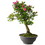 Rhododendron indicum Osakazuki, 78 cm, ± 20 jaar oud, met een nebari van 16 cm