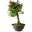 Rhododendron indicum Osakazuki, 78 cm, ± 20 jaar oud, met een nebari van 16 cm