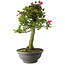 Rhododendron indicum Osakazuki, 78 cm, ± 20 jaar oud, met een nebari van 16 cm