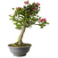 Rhododendron indicum Osakazuki, 78 cm, ± 20 jaar oud, met een nebari van 16 cm