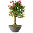 Rhododendron indicum Osakazuki, 78 cm, ± 20 jaar oud, met een nebari van 16 cm