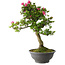 Rhododendron indicum Osakazuki, 78 cm, ± 20 jaar oud, met een nebari van 16 cm