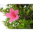 Rhododendron indicum Osakazuki, 78 cm, ± 20 jaar oud, met een nebari van 16 cm