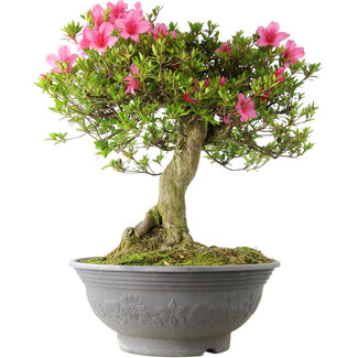 Rhododendron indicum Osakazuki, 52 cm, ± 20 jaar oud