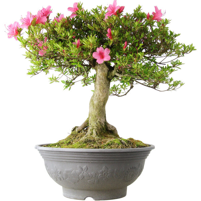 Rhododendron indicum Osakazuki, 52 cm, ± 20 jaar oud, met een nebari van 17 cm