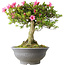 Rhododendron indicum Osakazuki, 52 cm, ± 20 jaar oud, met een nebari van 17 cm