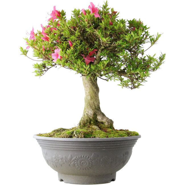 Rhododendron indicum Osakazuki, 52 cm, ± 20 jaar oud, met een nebari van 17 cm