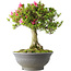 Rhododendron indicum Osakazuki, 52 cm, ± 20 jaar oud, met een nebari van 17 cm