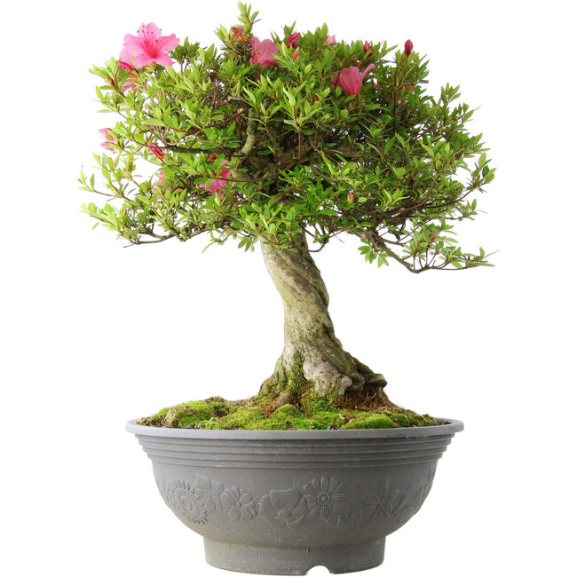 Rhododendron indicum Osakazuki, 52 cm, ± 20 Jahre alt, mit einem Nebari von 17 cm