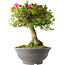 Rhododendron indicum Osakazuki, 52 cm, ± 20 jaar oud, met een nebari van 17 cm