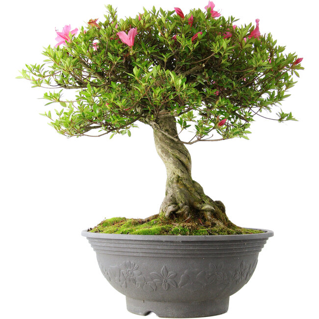 Rhododendron indicum Osakazuki, 52 cm, ± 20 años, con un nebari de 17 cm