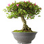 Rhododendron indicum Osakazuki, 52 cm, ± 20 jaar oud, met een nebari van 17 cm