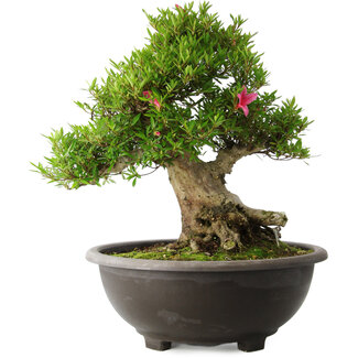 Rhododendron indicum Osakazuki, 48 cm, ± 20 jaar oud