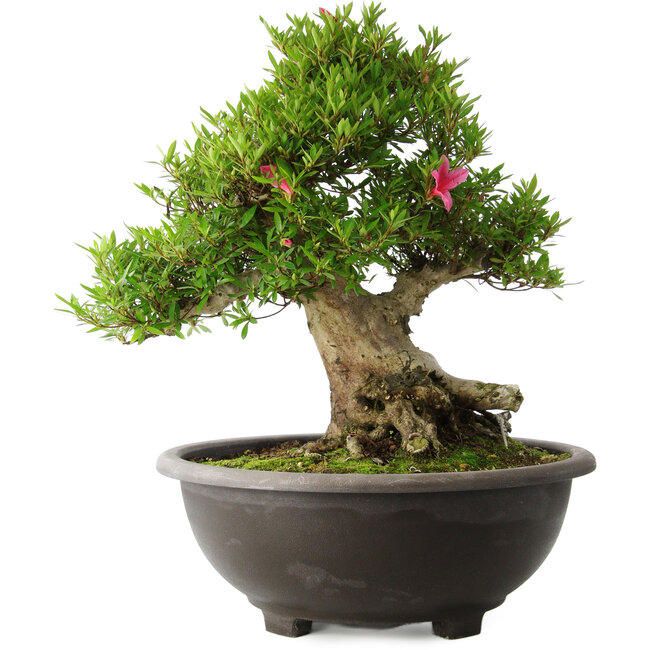 Rhododendron indicum Osakazuki, 48 cm, ± 20 años, con un nebari de 20 cm