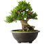 Rhododendron indicum Osakazuki, 48 cm, ± 20 jaar oud, met een nebari van 20 cm