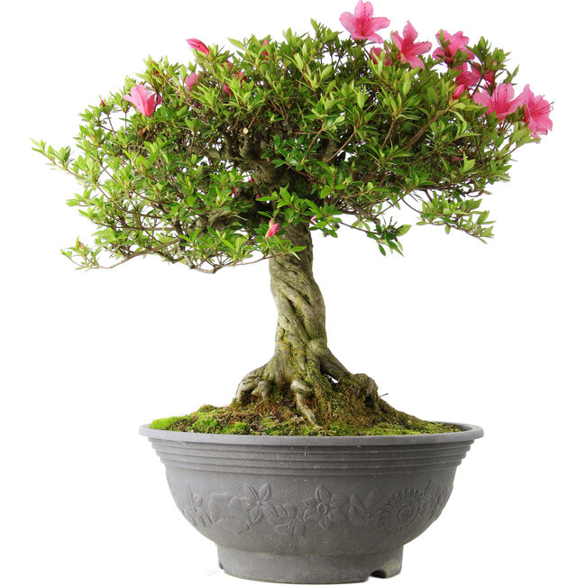 Rhododendron indicum Osakazuki, 52 cm, ± 20 años, con un nebari de 17 cm