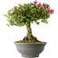 Rhododendron indicum Osakazuki, 52 cm, ± 20 jaar oud, met een nebari van 17 cm