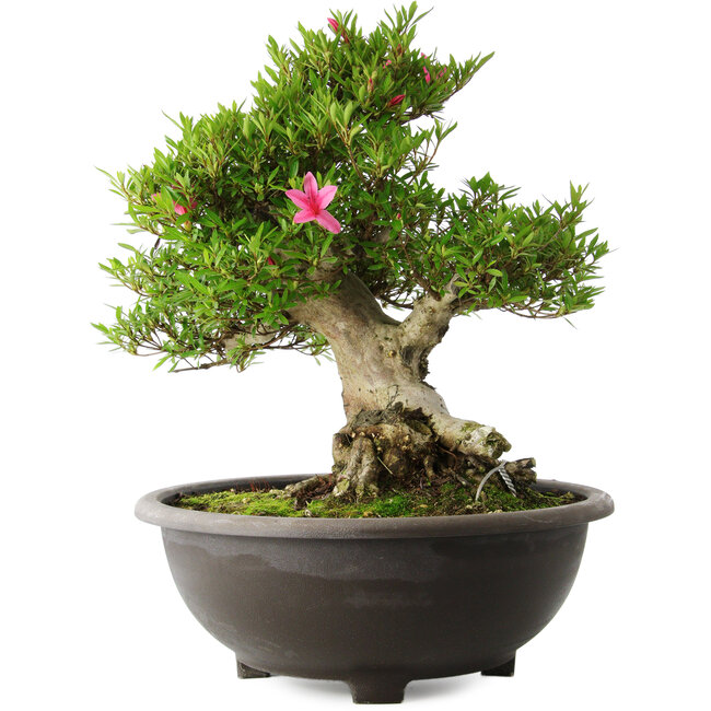 Rhododendron indicum Osakazuki, 48 cm, ± 20 Jahre alt, mit einem Nebari von 20 cm