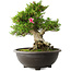 Rhododendron indicum Osakazuki, 48 cm, ± 20 jaar oud, met een nebari van 20 cm