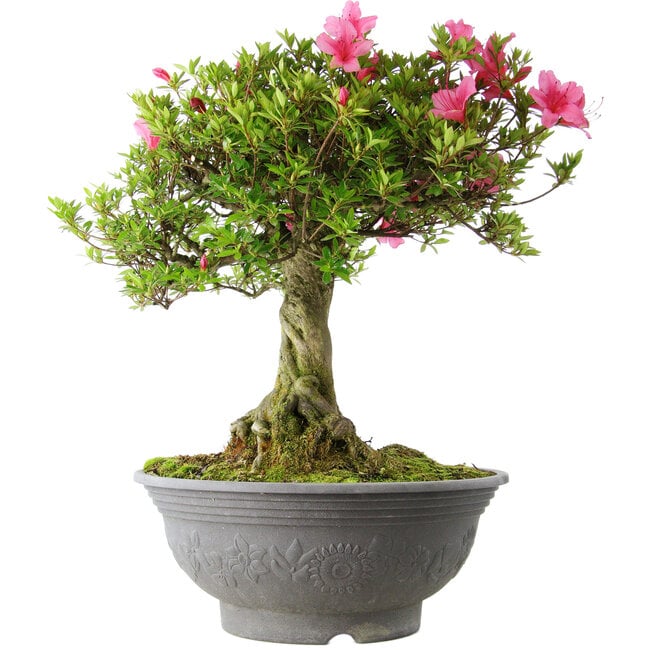 Rhododendron indicum Osakazuki, 52 cm, ± 20 years old, with a nebari of 17 cm